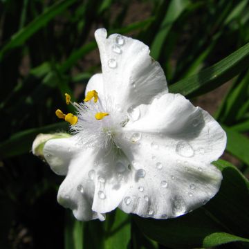 Tradescantia andersoniana Innocence - Dreimasterblume