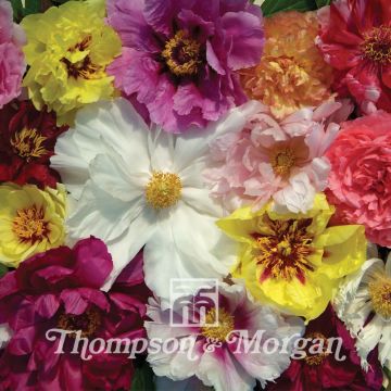 Paeonia suffruticosa Rockii Mixed (Samen) - Strauch-Pfingstrose