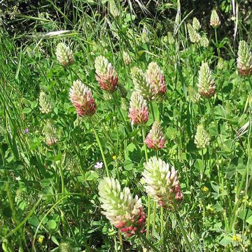 Ägyptischer Klee - Trifolium alexandrinum