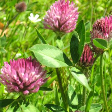 Rotklee (Grüner Dünger) - Trifolium pratense