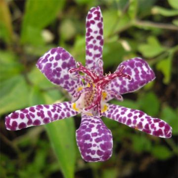 Tricyrtis hirta Imperial Banner - Krötenlilie