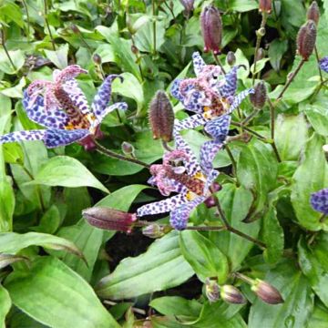 Tricyrtis formosana Dark Beauty - Krötenlilie