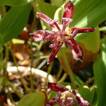 Tricyrtis hirta Raspberry Mousse - Krötenlilie