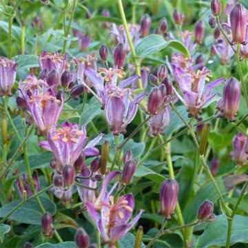 Lis orchidée - Tricyrtis hirta Taiwan Abdane