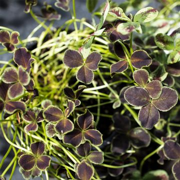 Weiß-Klee Dark Debbie - Trifolium repens