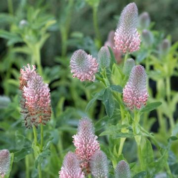 Rotköpfiger Klee Peachy Pink - Trifolium rubens