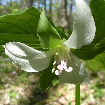 Trillium flexipes - Dreiblatt