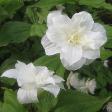 Trillium grandiflorum Flore Pleno - Dreiblatt