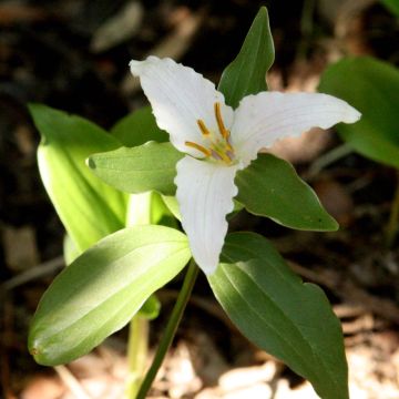 Trillium pusillum - Dreiblatt