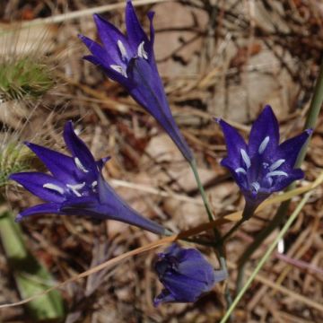 Triteleia Corrina - Triteleie