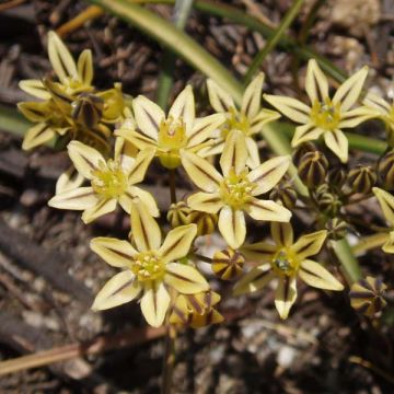 Triteleia ixioides Starlight - Gelbe Triteleie