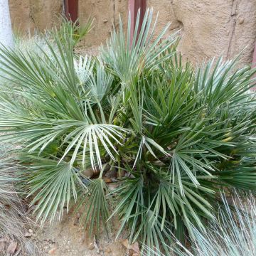 Trithrinax campestris - Blaue Nadelpalme