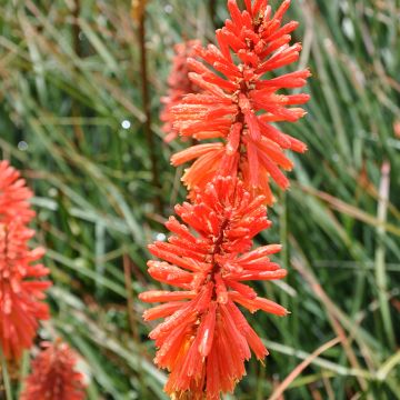 Garten-Fackellilie Nancy's Red - Kniphofia uvaria