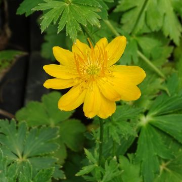 Chinesische Trollblume Golden Queen - Trollius chinensis