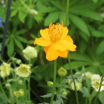 Trolle - Trollius chinensis Golden Queen