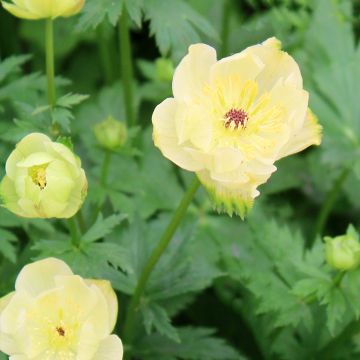 Trolle - Trollius cultorum Cheddar