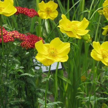 Kurzkronige Trollblume - Trollius stenopetalus