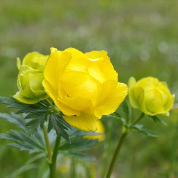 Europäische Trollblume Lemon Supreme - Trollius europaeus