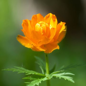 Asiatischer Trollblume - Trollius asiaticus