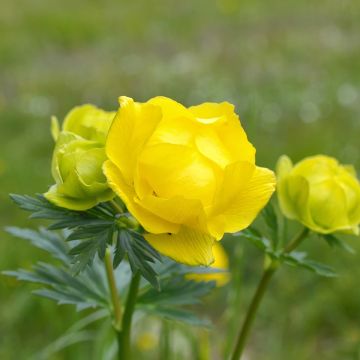 Europäische Trollblume - Trollius europaeus