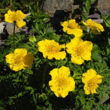 Niedriger Trollblume - Trollius pumilus