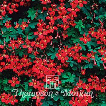 Flammen-Kapuzinerkresse - Tropaeolum speciosum