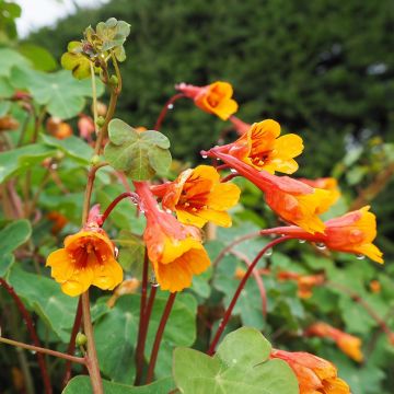 Knollige Kapuzinerkresse - Tropaeolum tuberosum