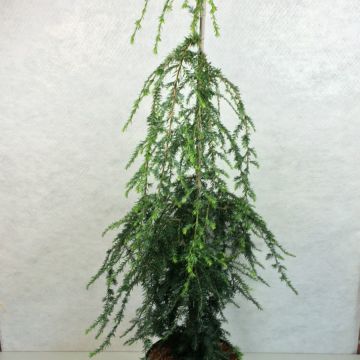 Tsuga canadensis Pendula - Hemlockstanne