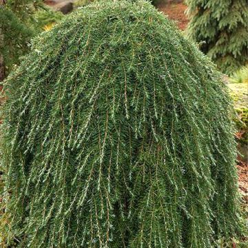 Tsuga heterophylla Thorssen's Weeper - Hemlockstanne