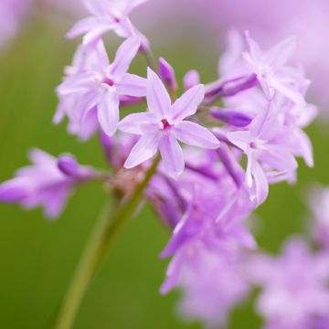 Tulbaghia Dark Star