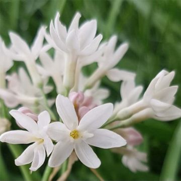 Tulbaghia violacea Pearl - Tulbaghie