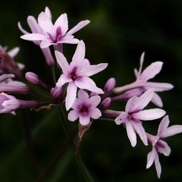 Tulbaghia Purple Eye - Tulbaghie