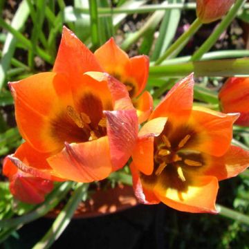 Balkan-tulpe Little Princess