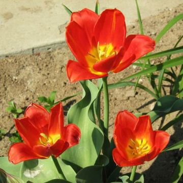 Tulipa vvedenskyi - Usbekische Tulpe