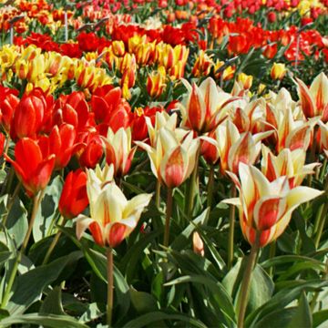 Tulipa greigii