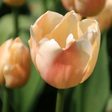 Darwin-Hybrid-Tulpe Apricot Pride