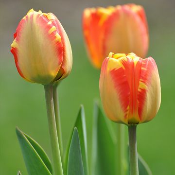 Darwin-Hybrid-Tulpe Banja Luka