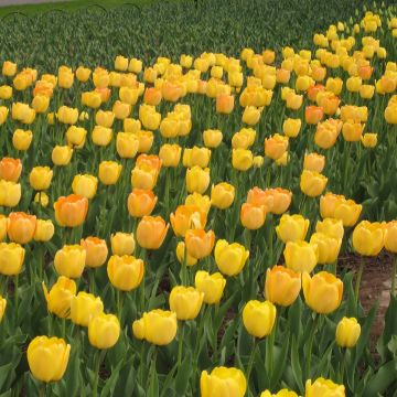 Darwin-Hybrid-Tulpe Golden Apeldoorn