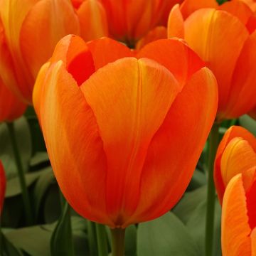 Darwin-Hybrid-Tulpe Orange Balloon