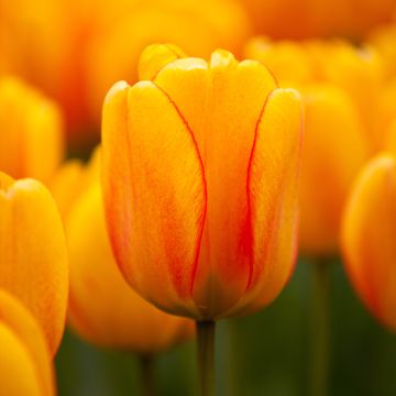 Darwin-Hybrid-Tulpe Orange Lion