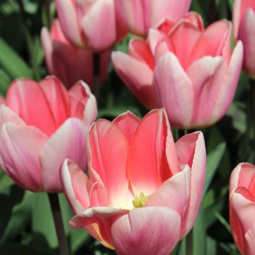 Darwin-Hybrid-Tulpe Apricot Delight