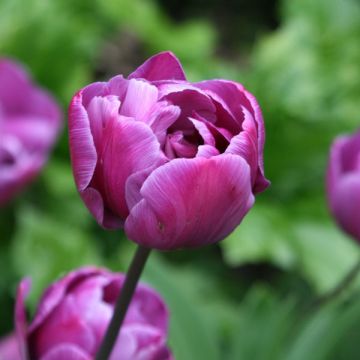 Späte Gefüllte Tulpe Diamant Bleu