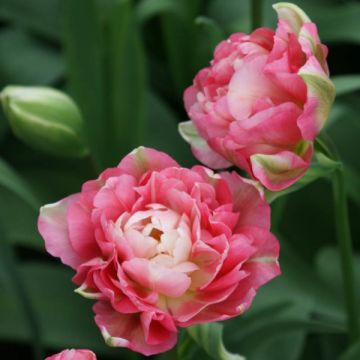 Späte Gefüllte Tulpe Double Sugar