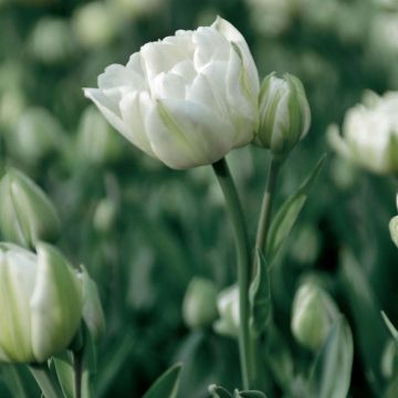 Späte Gefüllte Tulpe Mount Tacoma