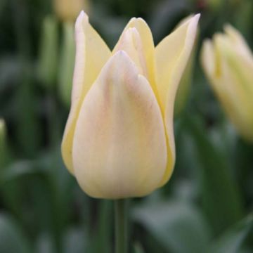 Lilienblütige Tulpe Elegant Lady