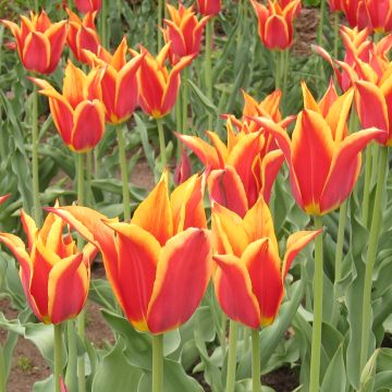 Lilienblütige Tulpe Synaeda King