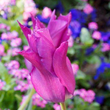 Lilienblütige Tulpe Burgundy