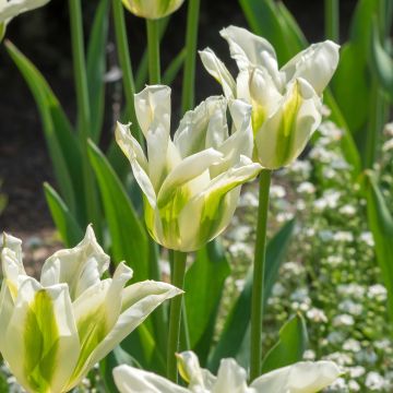 Lilienblütige Tulpe Greenstar