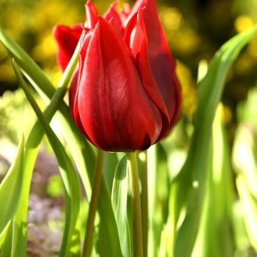 Lilienblütige Tulpe Lasting Love