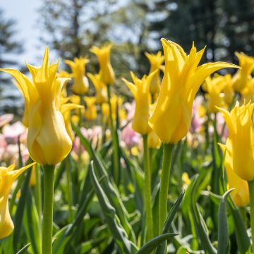 Lilienblütige Tulpe West Point